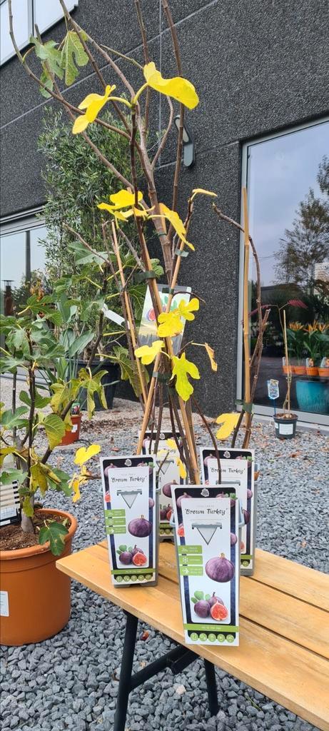 Vijgenboom 'Brown Turkey ', Tuin en Terras, Planten | Fruitbomen, Vijgenboom, Ophalen