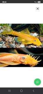 Ancistrus lemon orange bleu eyes locatie maastricht, Dieren en Toebehoren, Vissen | Aquariumvissen