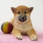 Shiba Inu (Sesam) pups te koop (Belgisch), Dieren en Toebehoren, België, CDV (hondenziekte), 8 tot 15 weken, Meerdere