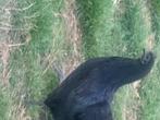 Ayam cemani   ( Vodoo kip ), Dieren en Toebehoren, Pluimvee, Meerdere dieren, Kip