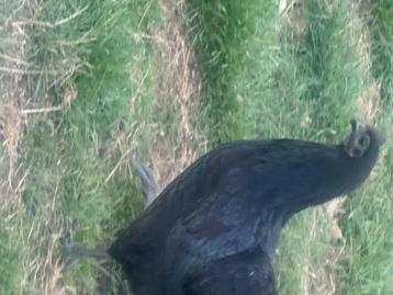 Ayam cemani   ( Vodoo kip ) beschikbaar voor biedingen