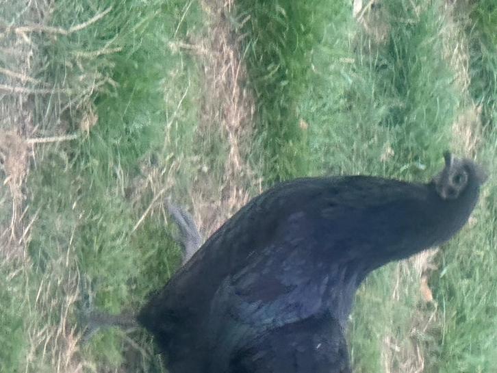 Ayam cemani   ( Vodoo kip ), Dieren en Toebehoren, Pluimvee, Kip, Meerdere dieren