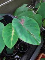 Colocasia Madeira star, Ophalen of Verzenden