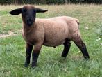 Suffolk ramlam te koop raszuiver, Dieren en Toebehoren, Schapen, Geiten en Varkens, Mannelijk, Schaap, 0 tot 2 jaar