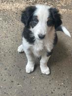 Border collie pup teefje, België, Fokker | Hobbymatig, 8 tot 15 weken, Collie