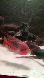 Vieja Synspilum, Dieren en Toebehoren