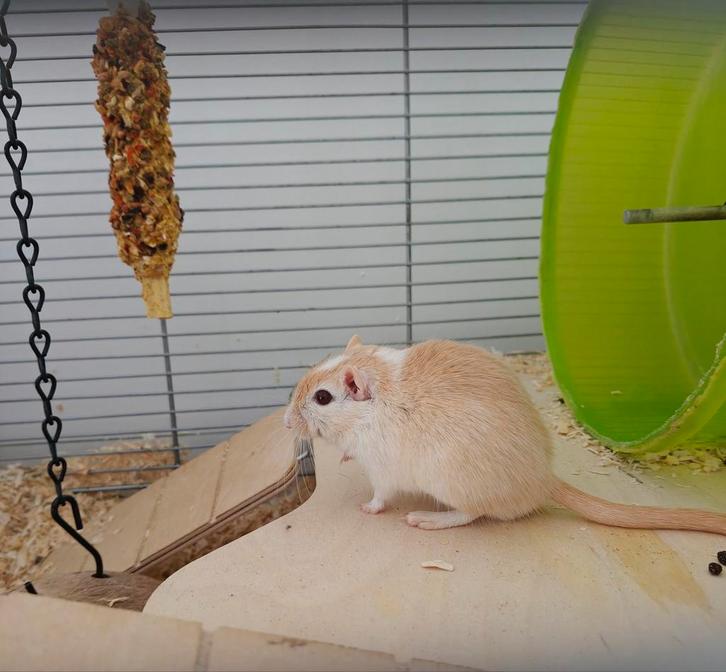 Twee mannelijke gerbils, Dieren en Toebehoren, Knaagdieren, Mannelijk, Overige typen, Februari
