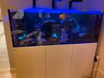 Aquarium Red Sea marin complet, Dieren en Toebehoren