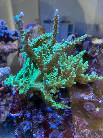 Acropora frogskin