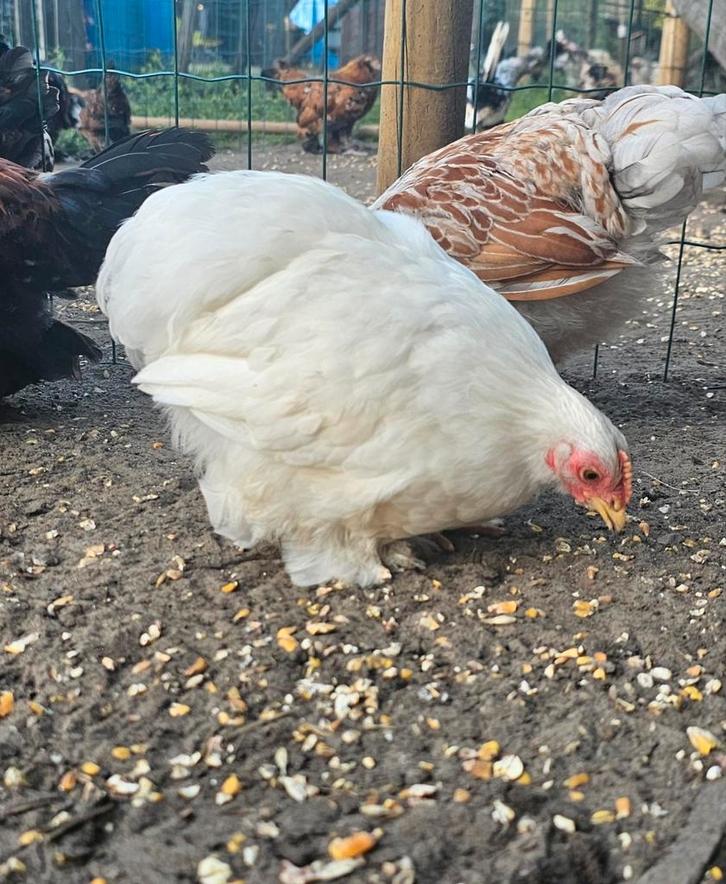 3x witte cochin haan, Dieren en Toebehoren, Pluimvee, Kip, Mannelijk