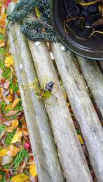 kleine waterlelies, Tuin en Terras, Ophalen, Zo goed als nieuw