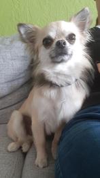 Chihuahua reutje 2 jaar adoptie, Ophalen
