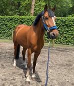 Springpony GEEN BEGINNERS PONY, Dieren en Toebehoren, Pony's, Springpony