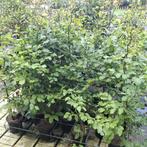 Beukenhagen in pot, Ophalen, Beukenhaag, Haag, 100 tot 250 cm