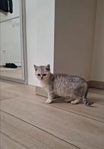 Britse korthaar kittens  nog 1 kitten, Animaux & Accessoires, Chats & Chatons | Chats de race | Poil ras, Chatte ou Chat, Vermifugé