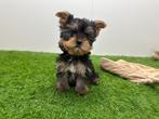 Yorkshire Terrier pups, Dieren en Toebehoren, Honden | Jack Russells en Terriërs, Yorkshire Terriër, België, 8 tot 15 weken, Parvo
