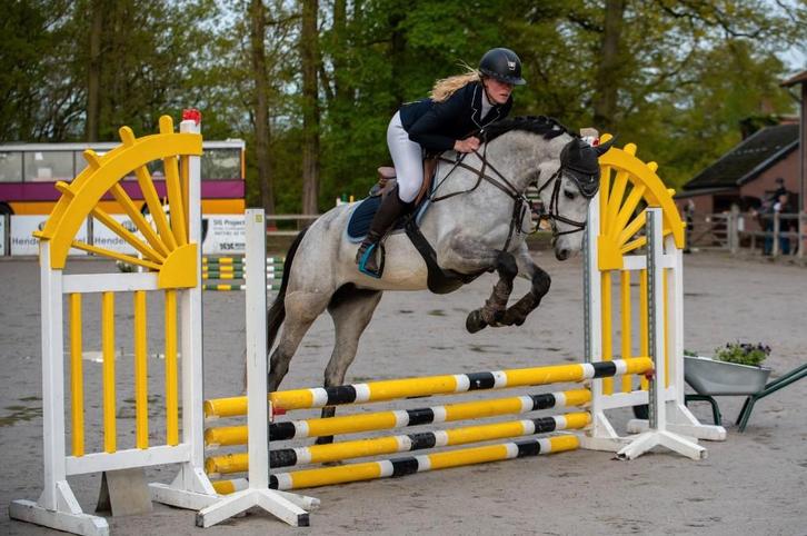 recreatieve springgefokte merrie, Dieren en Toebehoren, Paarden, Merrie, B, 160 tot 165 cm, 7 tot 10 jaar, Recreatiepaard, Met stamboom