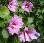 hibiscus, Automne, Enlèvement, Autres espèces, Plante fixe