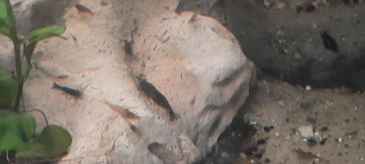 garnalen divers, Dieren en Toebehoren, Vissen | Vijvervissen, Overige soorten