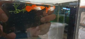 Pearl Snakeskin Redcap (koi) Guppen beschikbaar voor biedingen