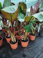 ensete maurelli : rode banaan, Halfschaduw, Zomer, Vaste plant, Overige soorten