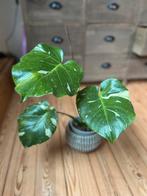Monstera Thai sterrenbeeld, Huis en Inrichting, Kamerplanten, Ophalen