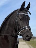 Mooie Friese dressuur ruin, Dieren en Toebehoren, Paarden, Gechipt, Ruin, M, Dressuurpaard