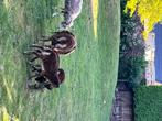 Soy lammetjes te koop, ooitjes en bokjes, Dieren en Toebehoren, Meerdere dieren, Schaap, 0 tot 2 jaar