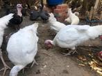 Witte vleeskalkoen kuikens, Dieren en Toebehoren, Pluimvee