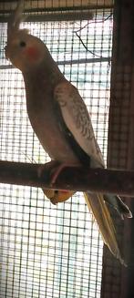 Te Koop : Jonge Valkparkieten, Dieren en Toebehoren, Vogels | Parkieten en Papegaaien, Geslacht onbekend, Parkiet