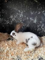 Konijn - Groot Lotharinger, Dieren en Toebehoren, Groot