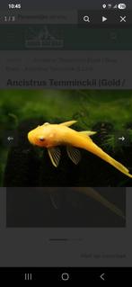 Ancistrus lemon orange  locatie maastricht, Dieren en Toebehoren