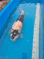 Japanse koi Showa 65 a 70cm, Dieren en Toebehoren, Vissen | Vijvervissen