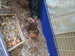 5 cavia's zoeken nieuwe thuis, Dieren en Toebehoren, Knaagdieren, Mannelijk, Cavia