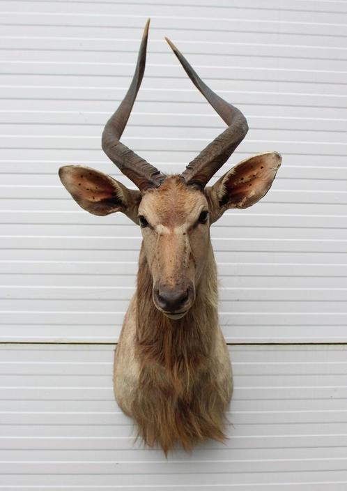 Opgezette KOP Afrikaanse NYALA antilope (gewei), Verzamelen, Dierenverzamelingen, Gebruikt, Opgezet dier, Wild dier, Ophalen