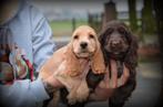 Engelse Cocker Spaniel pups, Dieren en Toebehoren, Honden | Retrievers, Spaniëls en Waterhonden, België, CDV (hondenziekte), 8 tot 15 weken