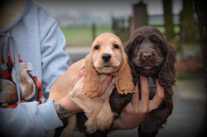 Engelse Cocker Spaniel pups, Dieren en Toebehoren, Honden | Retrievers, Spaniëls en Waterhonden, Meerdere dieren, Spaniël, Fokker | Professioneel