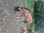Quarter, Dieren en Toebehoren, Paarden, Hengst, Westernpaard, Gechipt