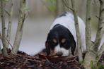 Engelse Cocker Spaniel pups- Belgisch Cocker Fokker, België, CDV (hondenziekte), 8 tot 15 weken, Meerdere