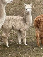 Alpaca merrie, Juni, Vrouwelijk