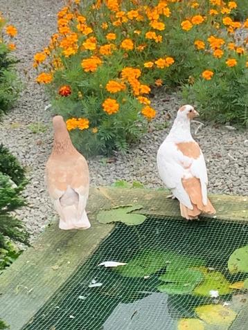 sierduiven, Dieren en Toebehoren, Meerdere dieren, Overige soorten