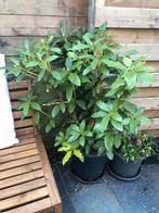Rhododendron plant tuin outdoor, Jardin & Terrasse, Plantes | Arbustes & Haies, Enlèvement, Rhododendron