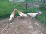 Trio ronquiere kalkoenen vaal, Dieren en Toebehoren, Pluimvee