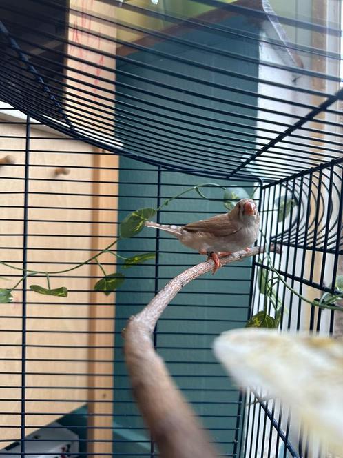 Twee jonge mannelijke Zebravinken 2025 geringd –in Brussel, Dieren en Toebehoren, Vogels | Overige Vogels, Mannelijk, Geringd