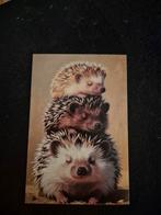 Postkaart egels, Verzamelen, Postkaarten | Dieren, Ophalen of Verzenden