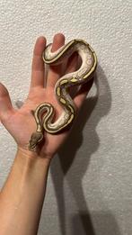 Python regius - koningspythons, Dieren en Toebehoren, Reptielen en Amfibieën