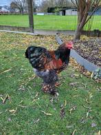 Sierkippen, Dieren en Toebehoren, Mei, Mannelijk