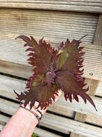 Coleus / siernetel, Tuin en Terras, Ophalen of Verzenden