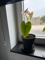 Mooie kamer plant te Nazareth., Huis en Inrichting, Kamerplanten, Ophalen