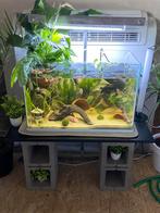 Aquarium 70l, Animaux & Accessoires, Poissons | Aquariums & Accessoires, Enlèvement, Comme neuf, Aquarium vide